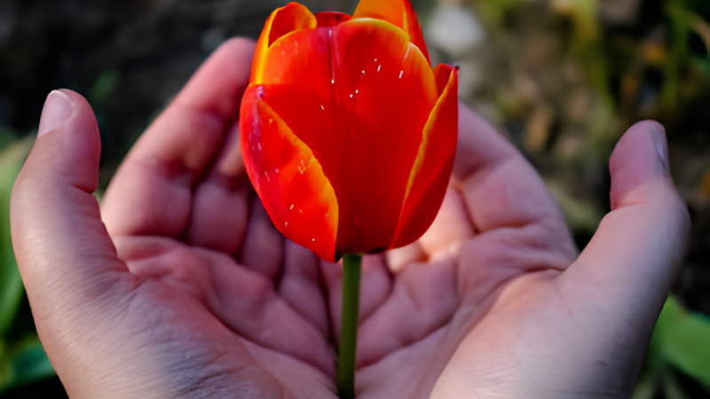 Tornare a fiorire: e se il tempo fosse la vera cura?